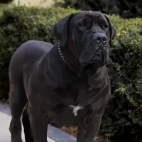 Guardian Black Collar, a male Boerboel for sale in Lake Stevens, WA – Photo 6 of 7