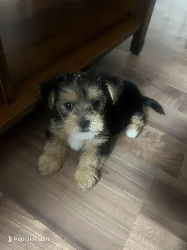 Sweet baby Darla – Morkie puppy for sale in Athens, AL