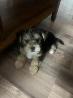 Sweet baby Darla, a female Morkie for sale in Athens, AL – Photo 1 of 7