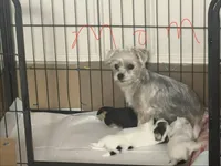 Sweet baby Darla, a female Morkie for sale in Athens, AL – Photo 7 of 7