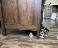 Sweet baby Darla, a female Morkie for sale in Athens, AL – Photo 3 of 7