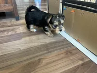 Sweet baby Darla, a female Morkie for sale in Athens, AL – Photo 5 of 7