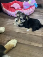 Sweet baby Darla, a female Morkie for sale in Athens, AL – Photo 4 of 7