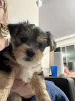 Sweet baby Darla, a female Morkie for sale in Athens, AL – Photo 2 of 7