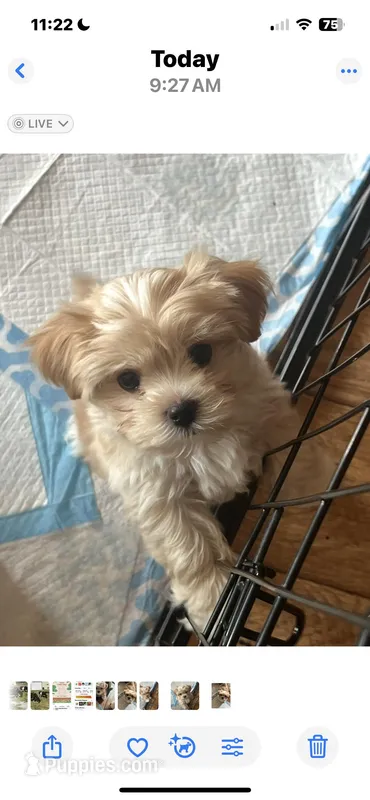 Golden Boy – Morkie puppy for sale in Athens, AL