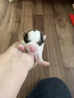 Little Sweet Pea, a female Morkie for sale in Athens, AL – Photo 3 of 9