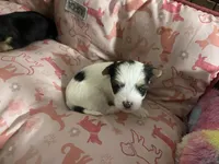 Little Sweet Pea, a female Morkie for sale in Athens, AL – Photo 9 of 9