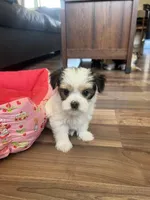 Little Sweet Pea, a female Morkie for sale in Athens, AL – Photo 6 of 9