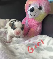 Little Sweet Pea, a female Morkie for sale in Athens, AL – Photo 2 of 9