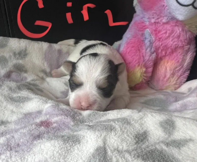 Little Sweet Pea, a female Morkie for sale in Athens, AL – Photo 1 of 9