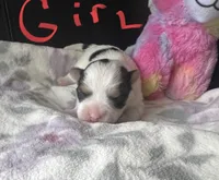 Little Sweet Pea, a female Morkie for sale in Athens, AL – Photo 1 of 9