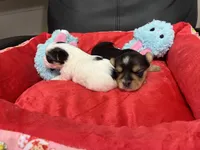 Little Sweet Pea, a female Morkie for sale in Athens, AL – Photo 5 of 9