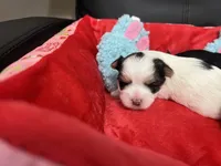 Little Sweet Pea, a female Morkie for sale in Athens, AL – Photo 4 of 9