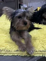 Keisha, a male Yorkshire Terrier for sale in McDonough, GA – 3 of 4