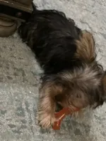 Summer, a female Yorkshire Terrier for sale in McDonough, GA – 3 of 3