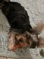 Summer, a female Yorkshire Terrier for sale in McDonough, GA – 2 of 3