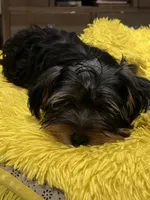 Gojo, a male Yorkshire Terrier for sale in McDonough, GA – 2 of 3