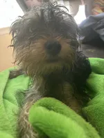 Goku, a female Yorkshire Terrier for sale in McDonough, GA – 3 of 4