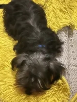 Gojo, a male Yorkshire Terrier for sale in McDonough, GA – 3 of 3