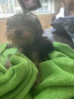 Goku, a female Yorkshire Terrier for sale in McDonough, GA – 2 of 4