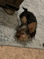 Summer, a female Yorkshire Terrier for sale in McDonough, GA – 1 of 3