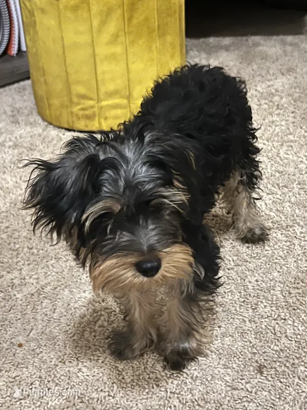 Goku – Yorkshire Terrier puppy for sale in Mcdonough, GA