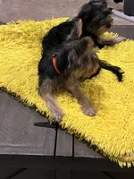 Keisha, a male Yorkshire Terrier for sale in McDonough, GA – 4 of 4