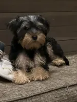 Burris, a male Yorkshire Terrier for sale in McDonough, GA – 3 of 3