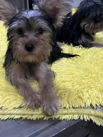 Keisha, a male Yorkshire Terrier for sale in McDonough, GA – 2 of 4