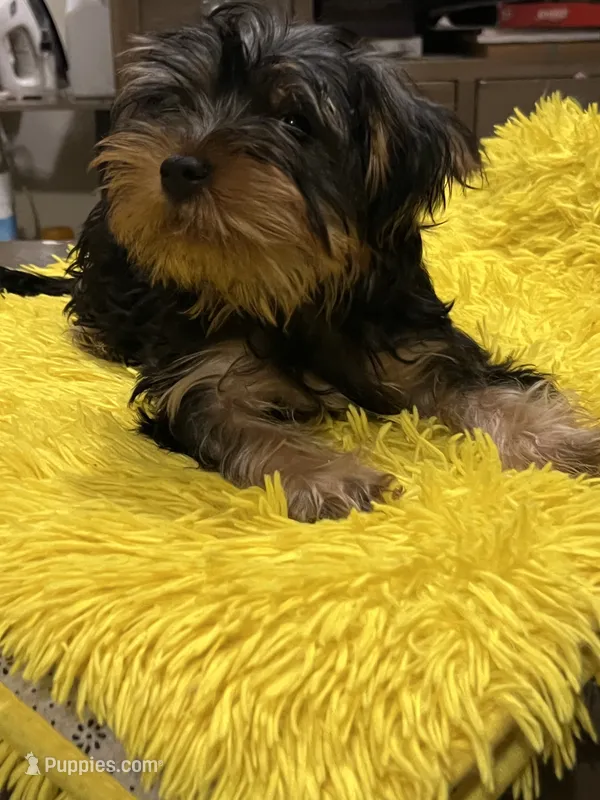 Gojo – Yorkshire Terrier puppy for sale in Mcdonough, GA