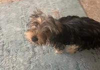 Ruby, a female Yorkshire Terrier for sale in McDonough, GA – 2 of 2