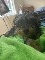 Goku, a female Yorkshire Terrier for sale in McDonough, GA – 4 of 4