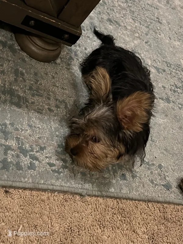 Keisha – Yorkshire Terrier puppy for sale in Mcdonough, GA
