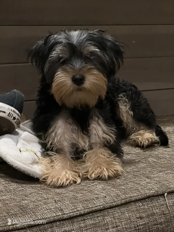 Burris – Yorkshire Terrier puppy for sale in Mcdonough, GA