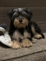Burris, a male Yorkshire Terrier for sale in McDonough, GA – 1 of 3
