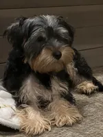 Burris, a male Yorkshire Terrier for sale in McDonough, GA – 2 of 3
