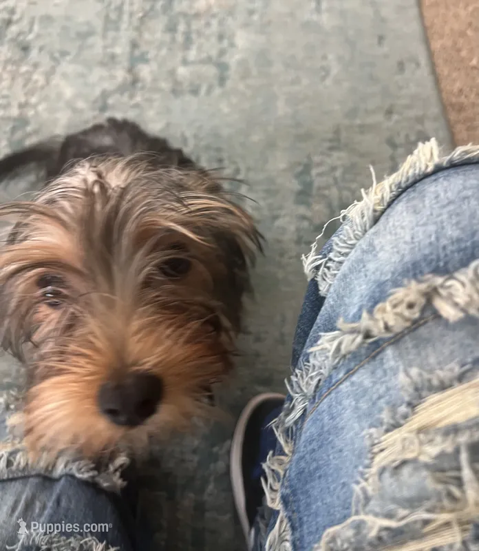 Ruby – Yorkshire Terrier puppy for sale in McDonough, GA
