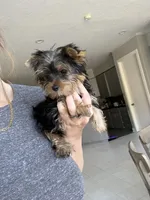 Teacup Daphne AKC, a female Yorkshire Terrier for sale in Galveston, TX – Photo 2 of 2