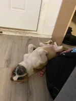 Cookie, a female Saint Bernard and Labrador Retriever for sale in Los Angeles, CA – Photo 2 of 6