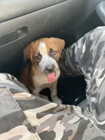 Cookie, a female Saint Bernard and Labrador Retriever for sale in Los Angeles, CA – Photo 3 of 6