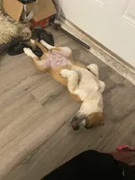 Cookie, a female Saint Bernard and Labrador Retriever for sale in Los Angeles, CA – Photo 5 of 6