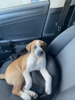 Cookie, a female Saint Bernard and Labrador Retriever for sale in Los Angeles, CA – Photo 6 of 6