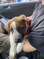 Cookie, a female Saint Bernard and Labrador Retriever for sale in Los Angeles, CA – Photo 4 of 6