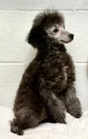 Silver , a male Poodle - Toy  for sale in Parma, OH – Photo 6 of 10