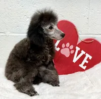Silver , a male Poodle - Toy  for sale in Parma, OH – Photo 3 of 10