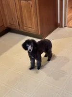 Silver , a male Poodle - Toy  for sale in Parma, OH – Photo 9 of 10