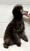 Silver , a male Poodle - Toy  for sale in Parma, OH – Photo 7 of 10