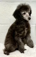 Silver , a male Poodle - Toy  for sale in Parma, OH – Photo 5 of 10