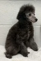 Silver , a male Poodle - Toy  for sale in Parma, OH – Photo 4 of 10