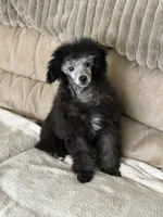 Silver , a male Poodle - Toy  for sale in Parma, OH – Photo 1 of 10